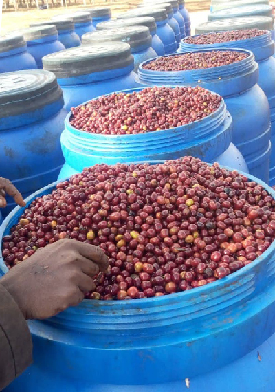 Premium Coffee Beans