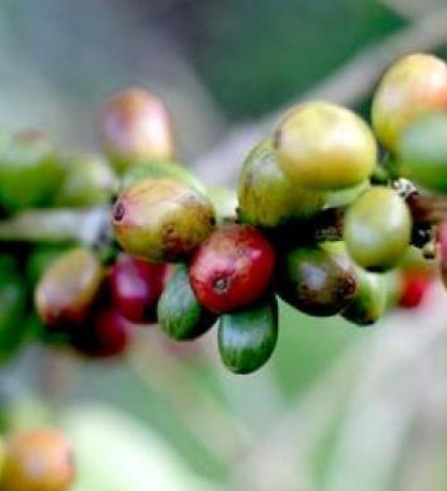 Yirgacheffe Coffee
