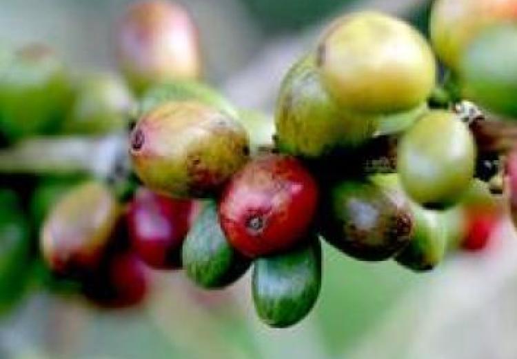 Yirgacheffe Coffee