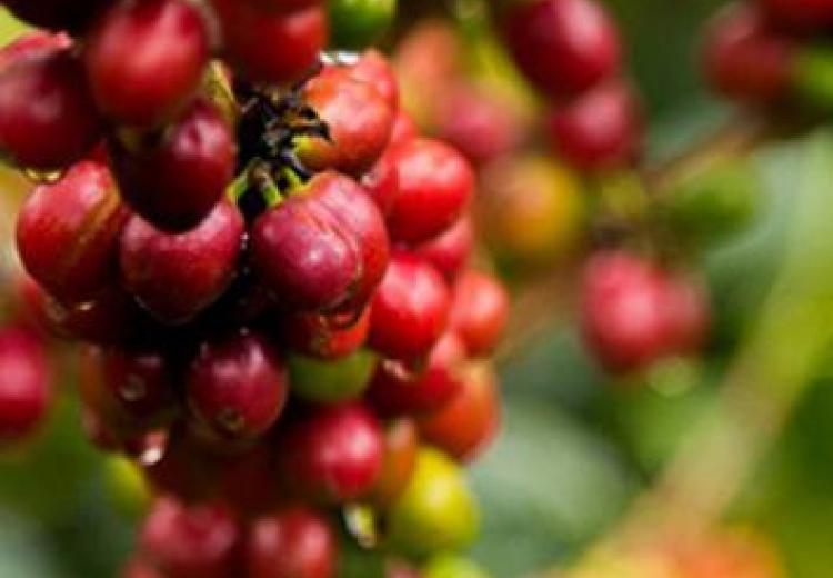 Guji Coffee