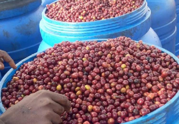 Premium Coffee Beans