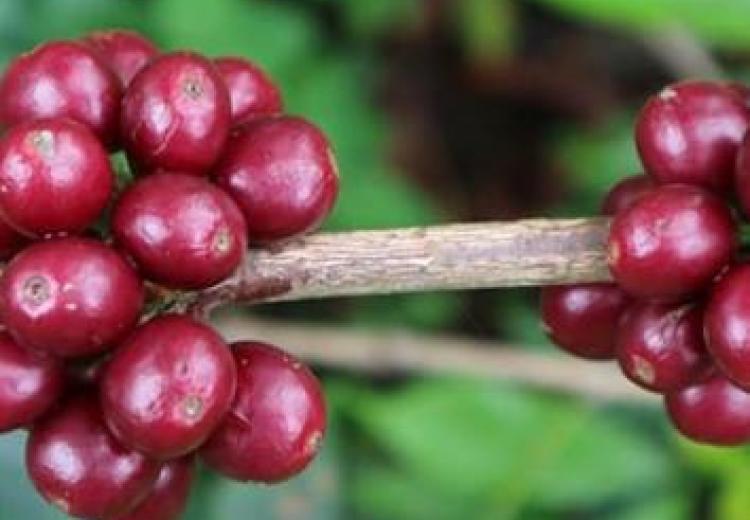 Sidamo Coffee